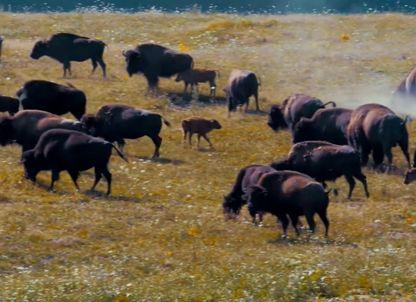 Investiție străină susținută de autorități, terminată în dezastru: sute de animale de la o fermă de bizoni și cerbi au murit de foame în ultima lună de iarnă