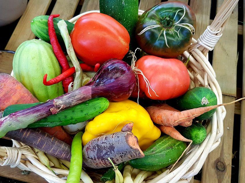 Un coș cu legume bio de la ferma lui Lucian Dragomir