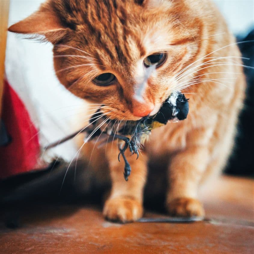 Un pițigoi mare a fost adus trofeu. Foto Dreamstime/Valery Kudryavtsev