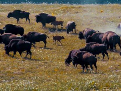 Investiție străină susținută de autorități, terminată în dezastru: sute de animale de la o fermă de bizoni și cerbi au murit de foame în ultima lună de iarnă