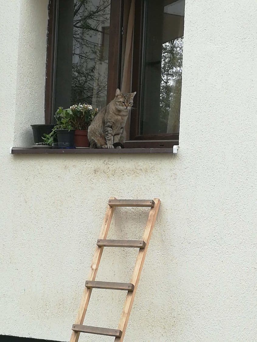 foto: Cosmin Mureșan