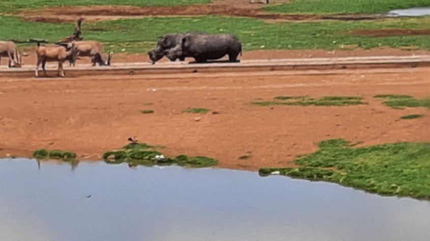 Din mersul autocarului spre secția de vot, poți vedea tot felul de animale. Un drum lung, dar mai interesant decât cel de acasă, la secția aflată la doi pași de tine.