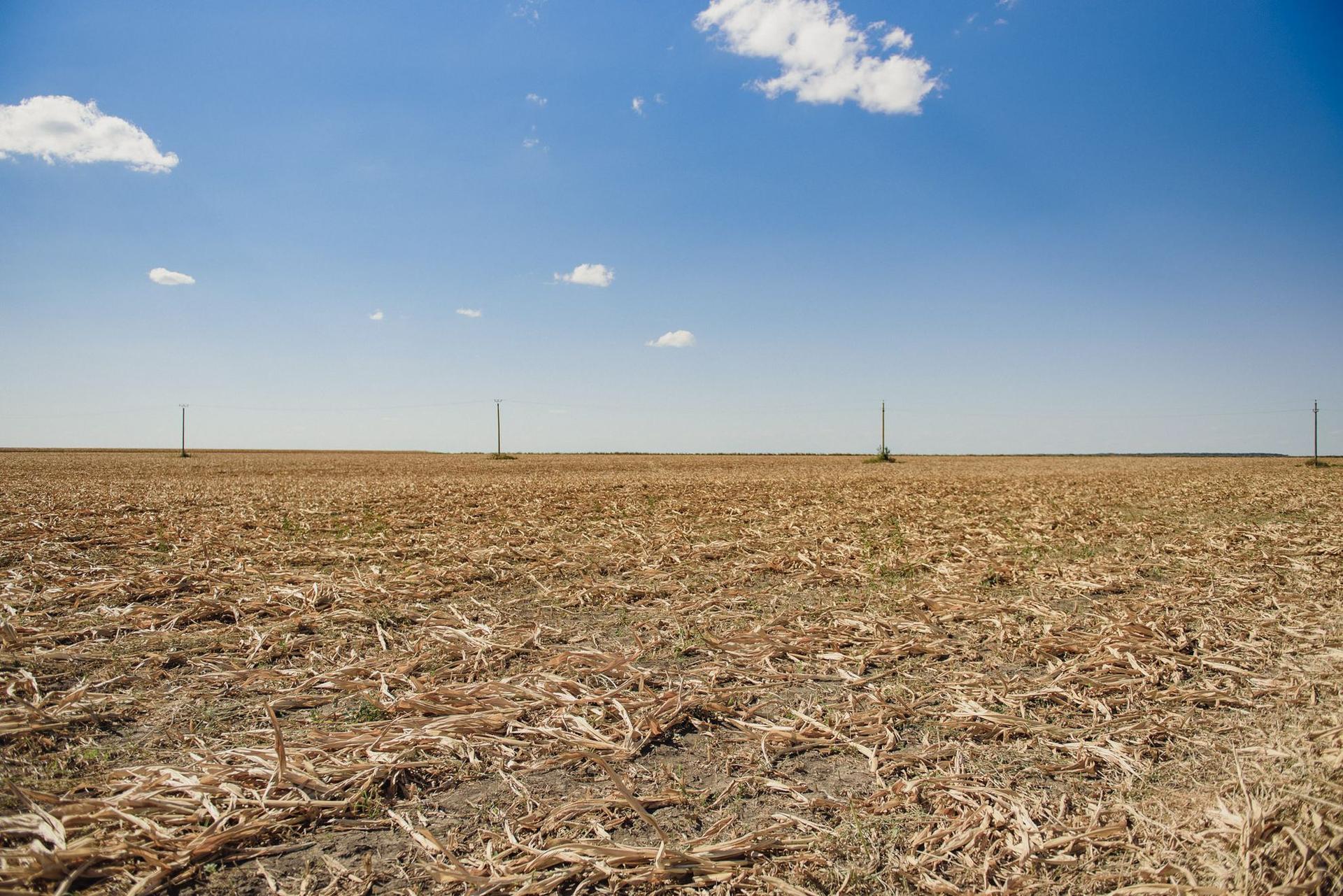 Cultura de porumb a trebuit să fie "întoarsă", cum spun agricultorii. Adică distrusă, pentru a se încerca obținerea unei recolte diferite în locul ei
