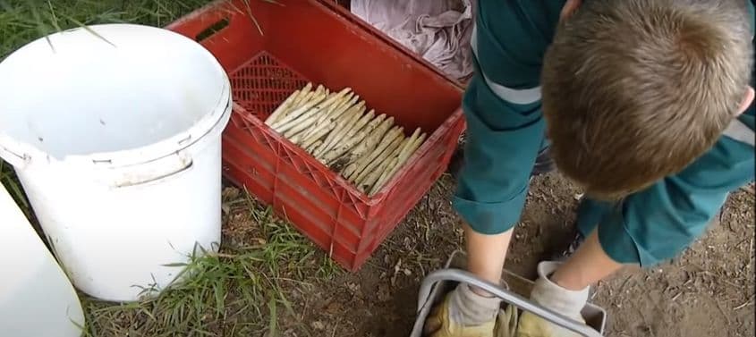 FOTO: Captura YouTube