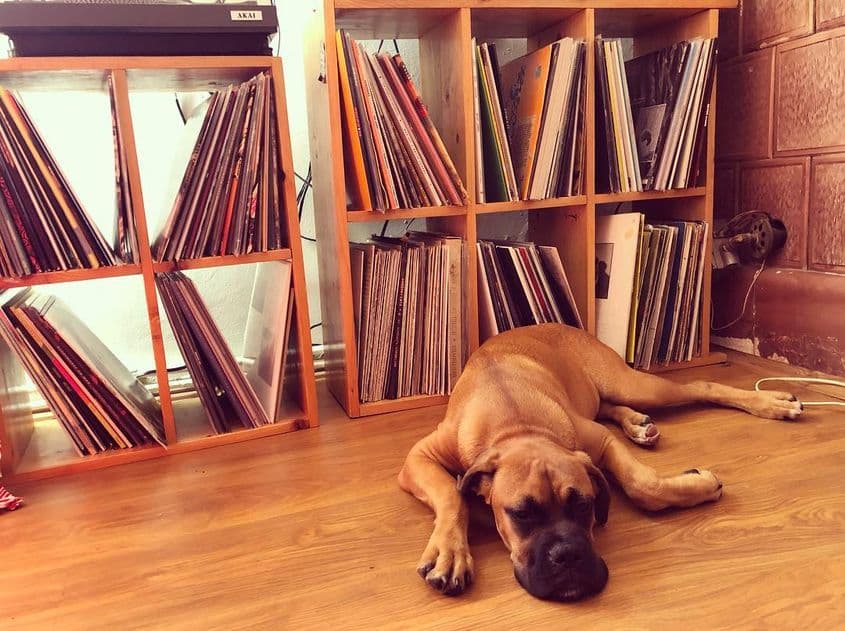 Lizuca e cățelușa familiei Sugár. Face de pază lângă rafturile cu viniluri. Foto: Arhiva personală