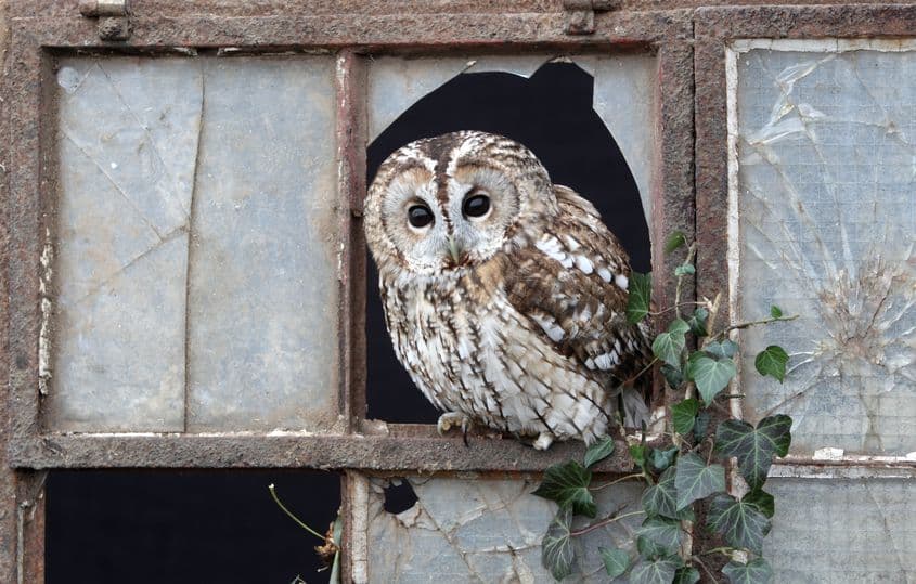 Huhurezul mic. Foto: Dreamstime/Mikelane45