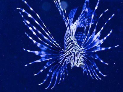 Cele mai veninoase specii din lume sunt la București