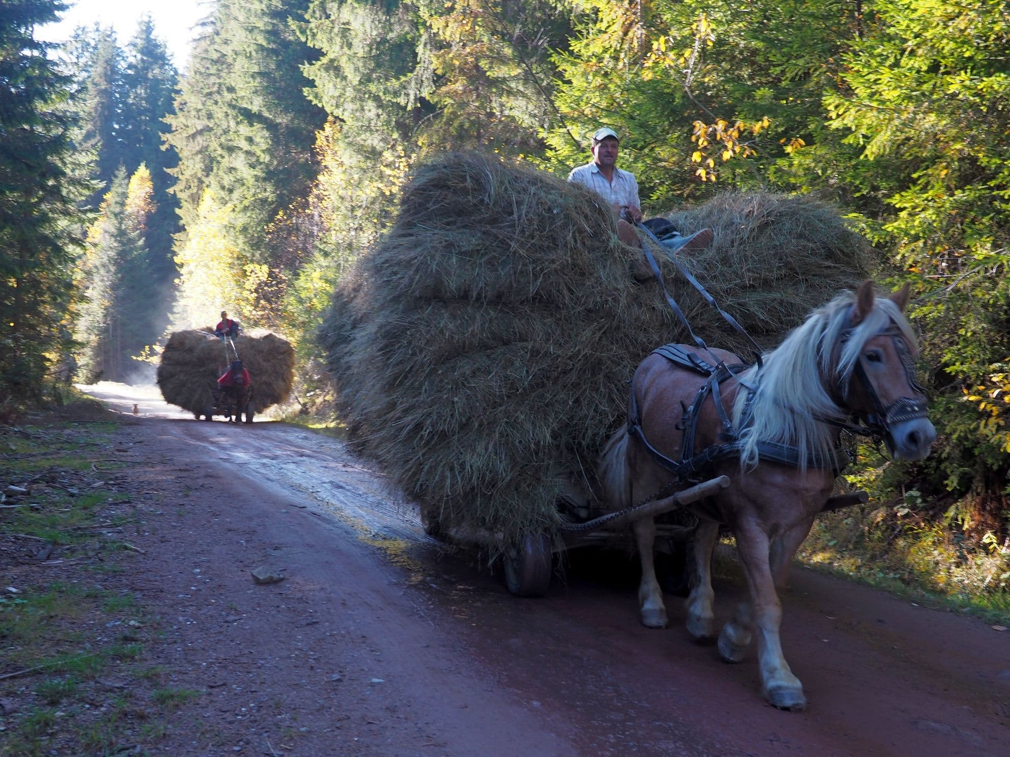 O imagine demult uitată în Europa, dar atât de familiară în Bucovina. Claia de fân mobilă.