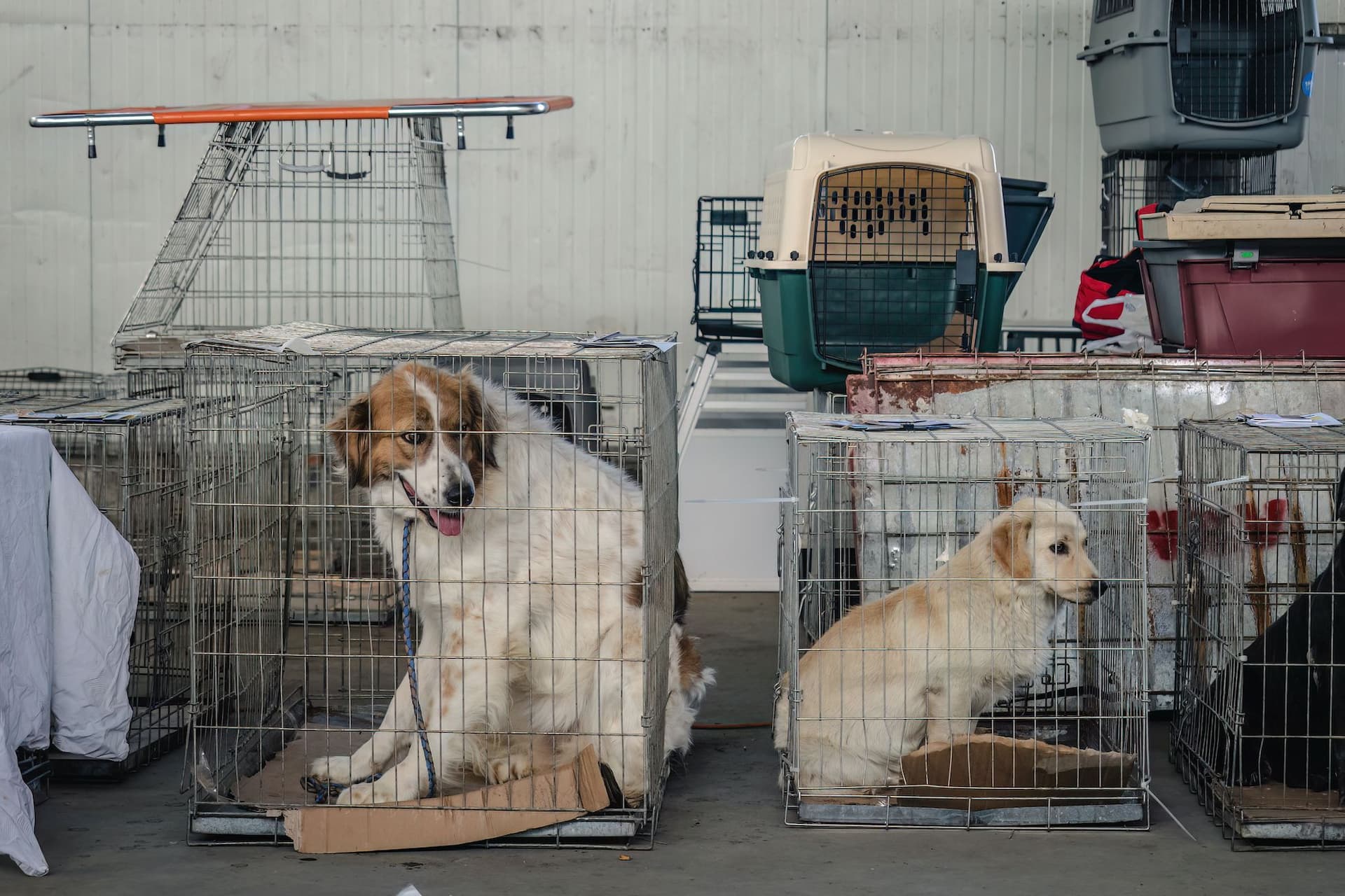 Foto: Loránd Vakarcs