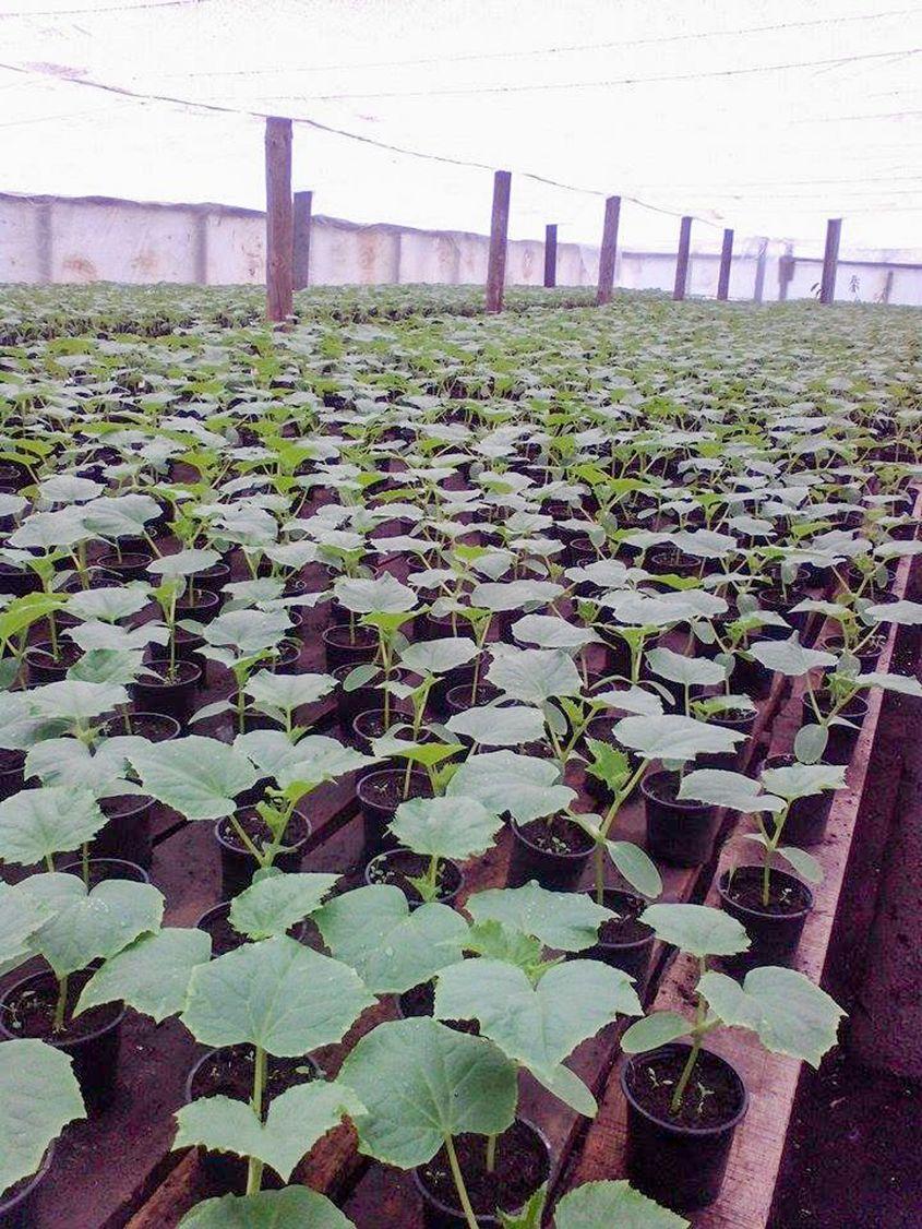 Semințele se vând la bucată. Cu 25-30 de mii de semințe, care pot fi ținute în pumni, se umple un hectar de plante.