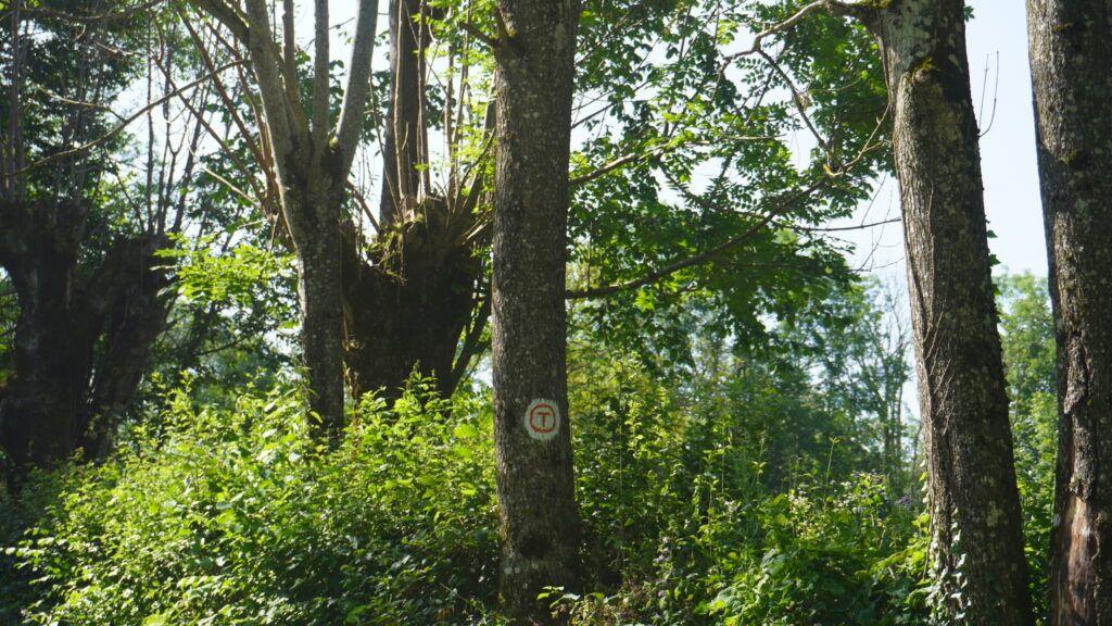 Prin Carașova trece și o parte din Via Transilvanica. Foto: Laura Popa