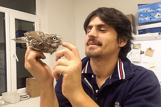 Medicul veterinar Ovidiu Roșu și o cucuvea (Athene noctua). Foto: Visul Luanei