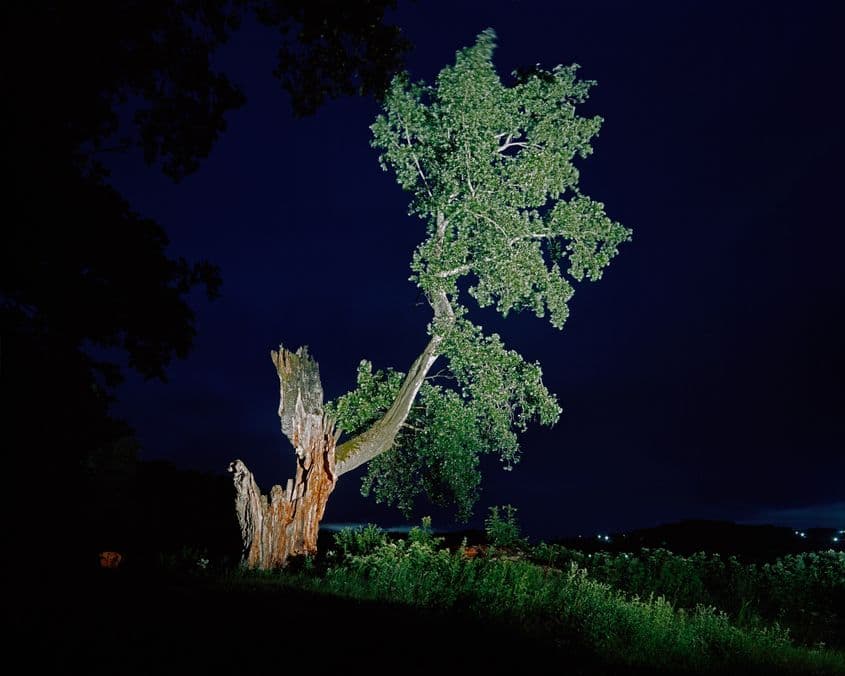 Plopul de la Rafaila (județul Vaslui) are aproximativ 565 de ani. Acum este trăznit și ars, cu o circumferință a trunchiului de 7,62 metri, însă înaintea ultimului incendiu major (1997), circumferința sa era de 14 metri (în 1997), ceea ce îl făcea să fie cel mai mare plop cenușiu cunoscut în lume.
Tradiția locală îl asociază figurii lui Ștefan cel Mare, care ar fi băut aici din apa unei fântâni, structură care încă mai există. Deși e negru de la ultimul incendiu, înăuntrul său, din bucata de trunchi rămasă, crește un vlăstar de stejar.