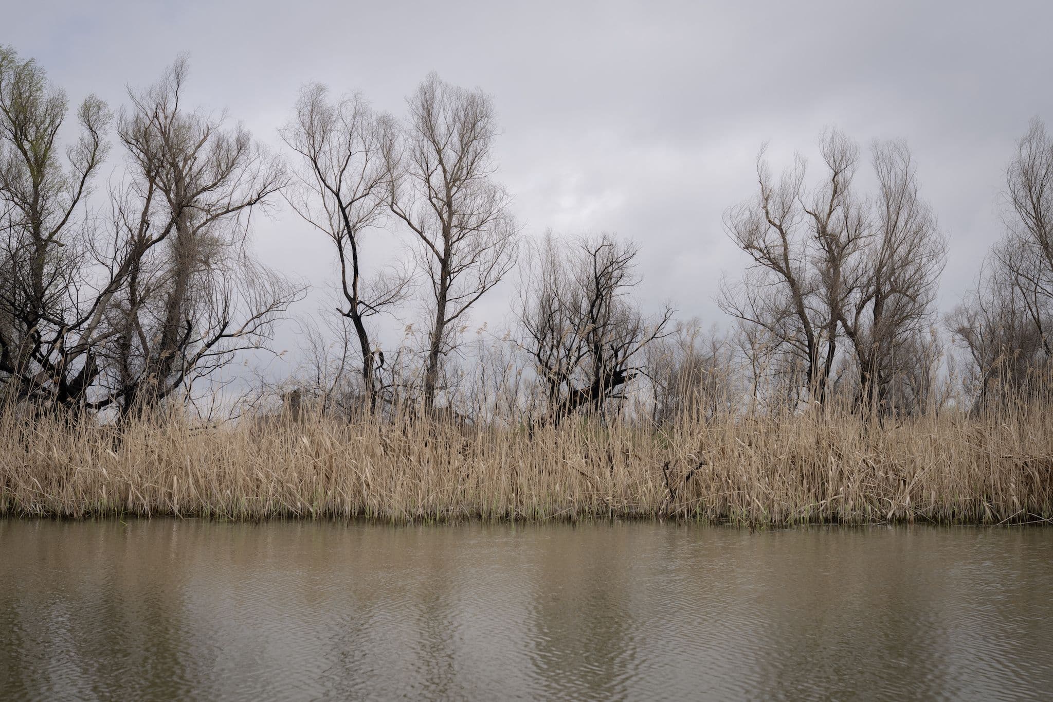 Chiar dacă stuful s-a regenerat, în spatele lui, arborii afectații de incendii n-au mai înverzit. Gorgova. Foto: Andreea Câmpeanu