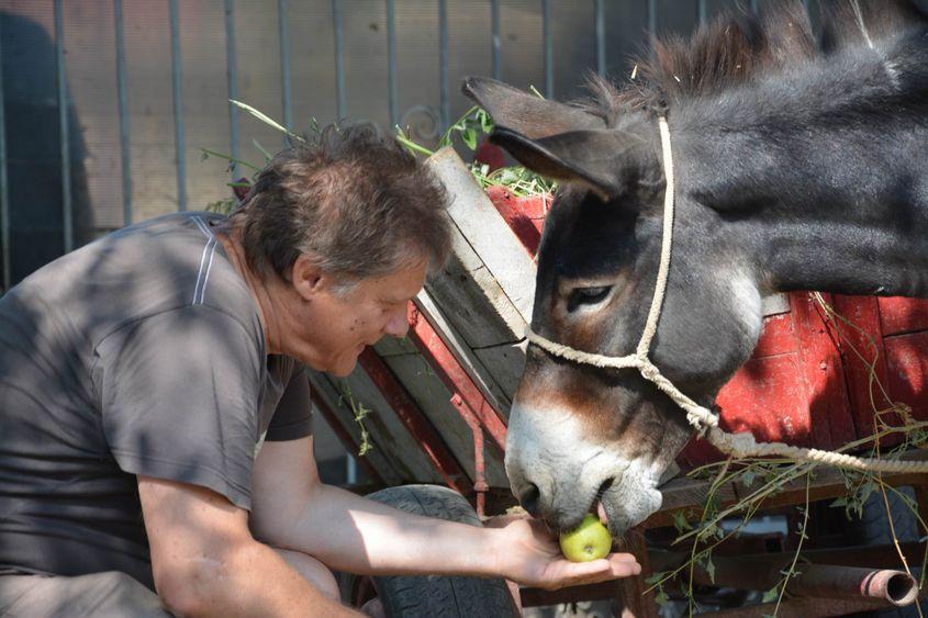 Sătul de lipsa de maniere a frizerilor, Ion se împrietenește cu un măgar adevărat.