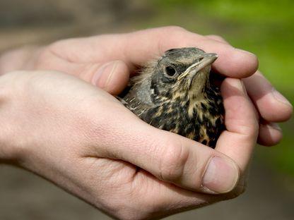 Pui de cocoșar, specie din ordinul paseriformelor. Foto: Dreamstime/Nadya Markova