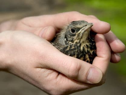 Cum ajuți un pui căzut din cuib