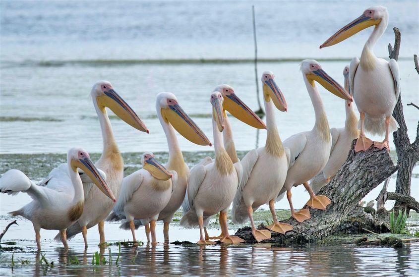 Zece pelicani comuni. Foto: Mihai Baciu