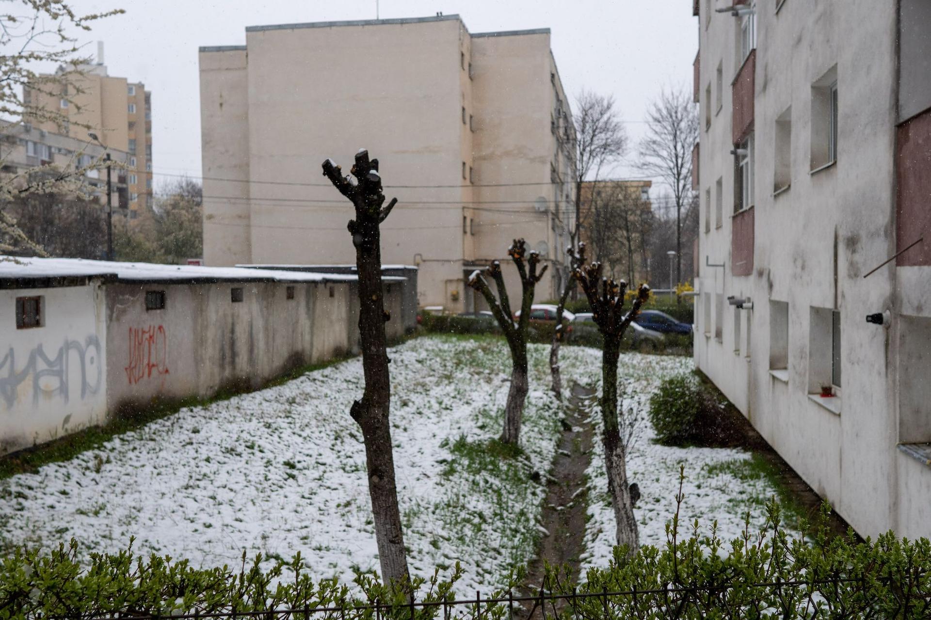Toaletare în Mănăștur. Foto: Raul Ștef