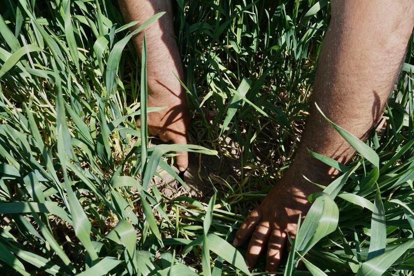 Seceta a cuprins toate pământurile neirigate din sudul țării, lăsând recolta de anul ăsta sub semnul întrebării. Foto: Maria Tufan