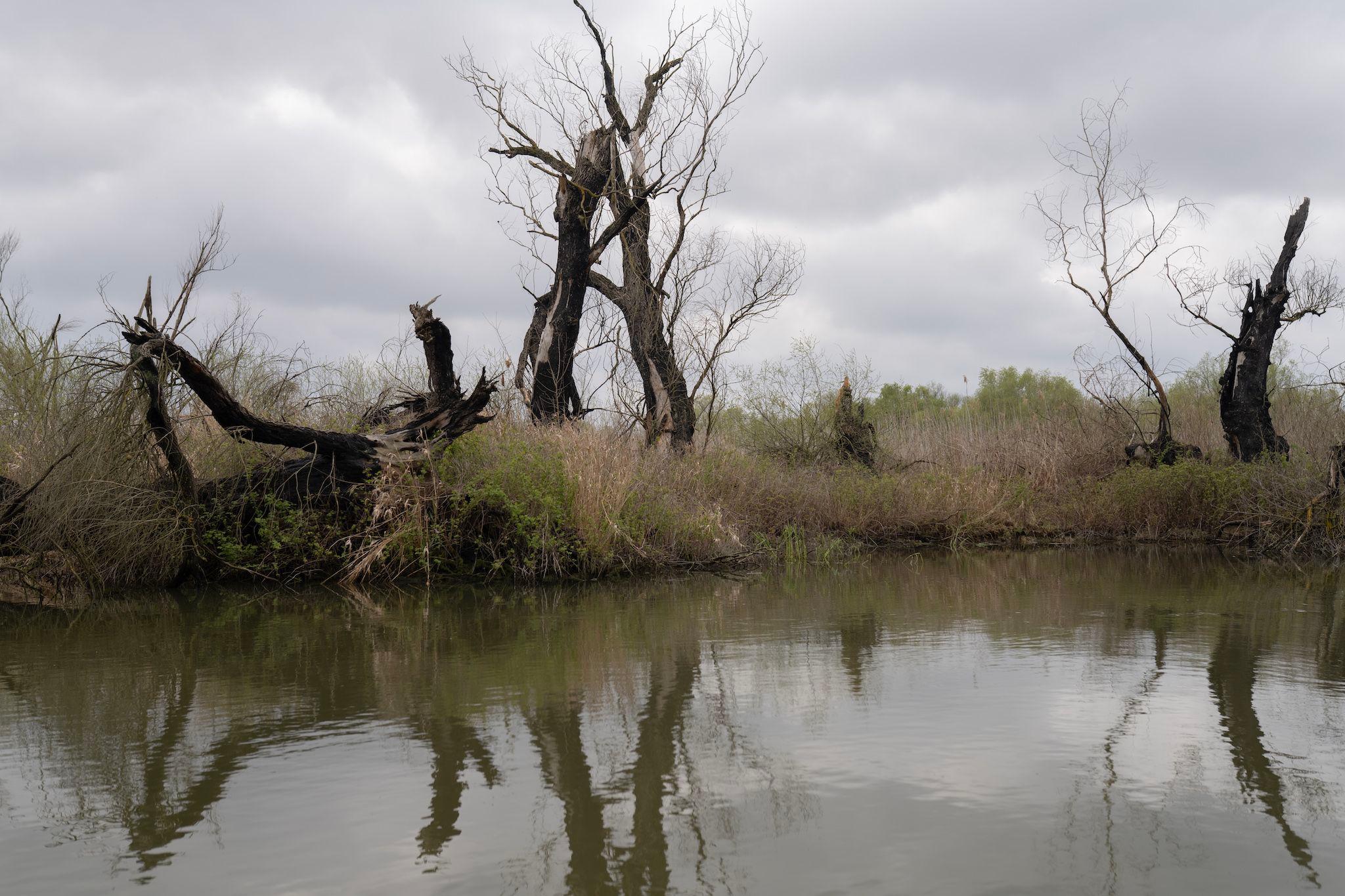 Copaci arși în apropiere de Gorgova, în 6 aprilie 2023. Foto: Andreea Câmpeanu