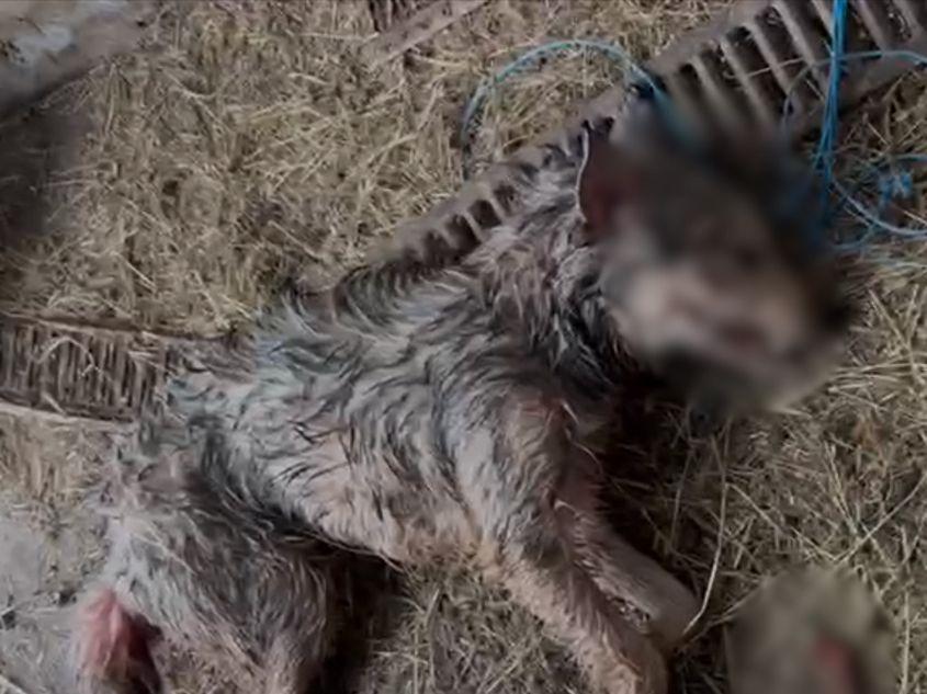 De la începutul anului și până acum, la adăpostul din Codlea au fost omorâți aproape 1.000 de câini. Foto: Lucian Rad