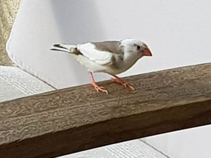 Cin-te zărește de pe balcon?