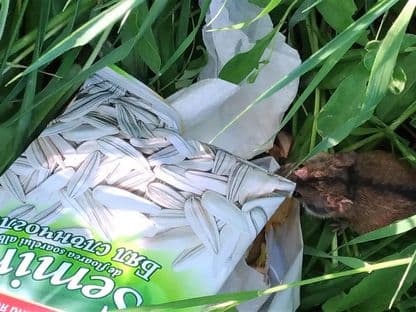 Șoricelul cu o dungă a găsit ceva în pungă