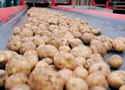 Povestea Lay’s pe care nu o știai: de la brazdele din Covasna la gustul care a cucerit 17 țări (P)