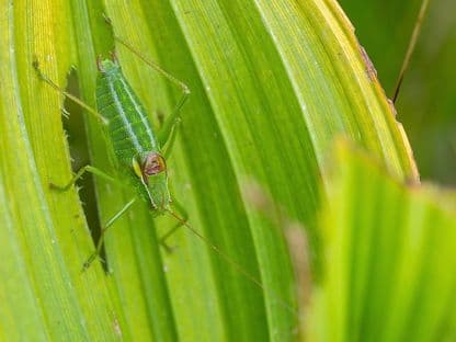 O specie nouă: cosașul bucovinean