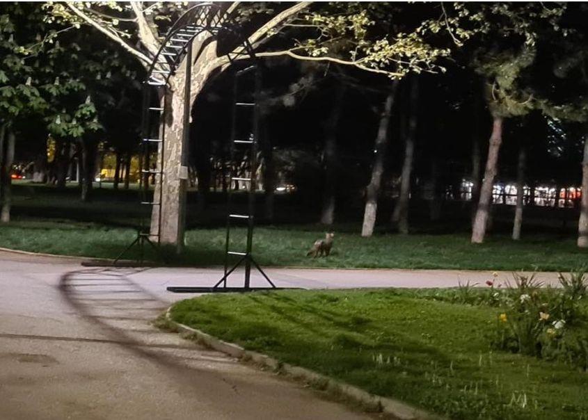 O vulpe fotografiată într-un parc din București. foto: Facebook / Emil Lucian Chiru