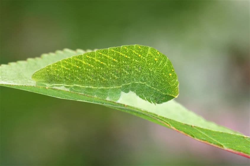 Omidă de Iphiclides podalirius. Foto: Dreamstime/Viktor Chekaramit