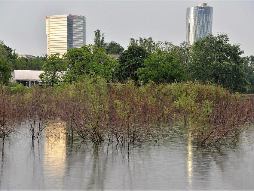 Porțiuni din vegetația crescută pe lacul Floreasca. Potrivit proiectului, aceste zone ar fi trebuit să fie navigabile. Foto: Lucian Muntean.