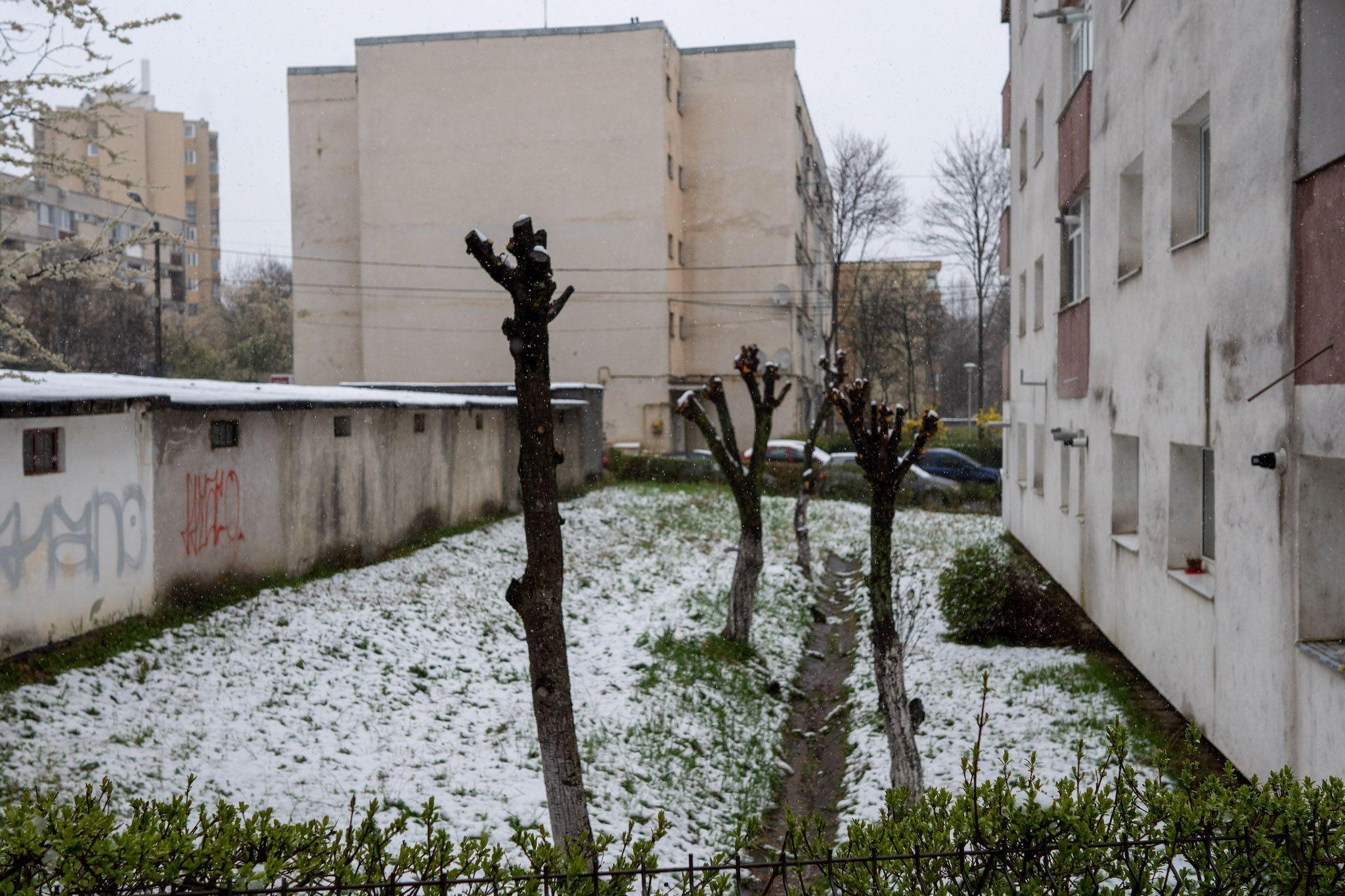 Toaletare în Mănăștur. Foto: Raul Ștef