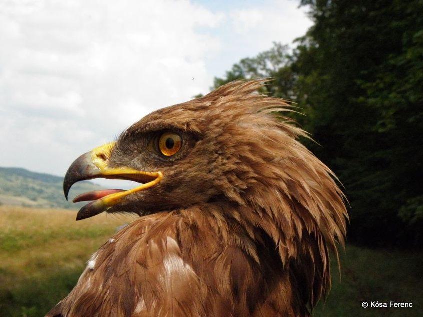 Transmițătorul lui Arlie emite un semnal care e recepționat de un satelit, așa că pasărea poate fi găsită cu precizie pe hărți. Foto: Grupul Milvus