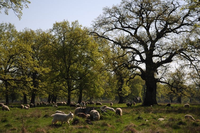 Platoul Breite Sighișoara, una dintre zonele afectate de plantele invazive. Foto: Lucian Muntean.