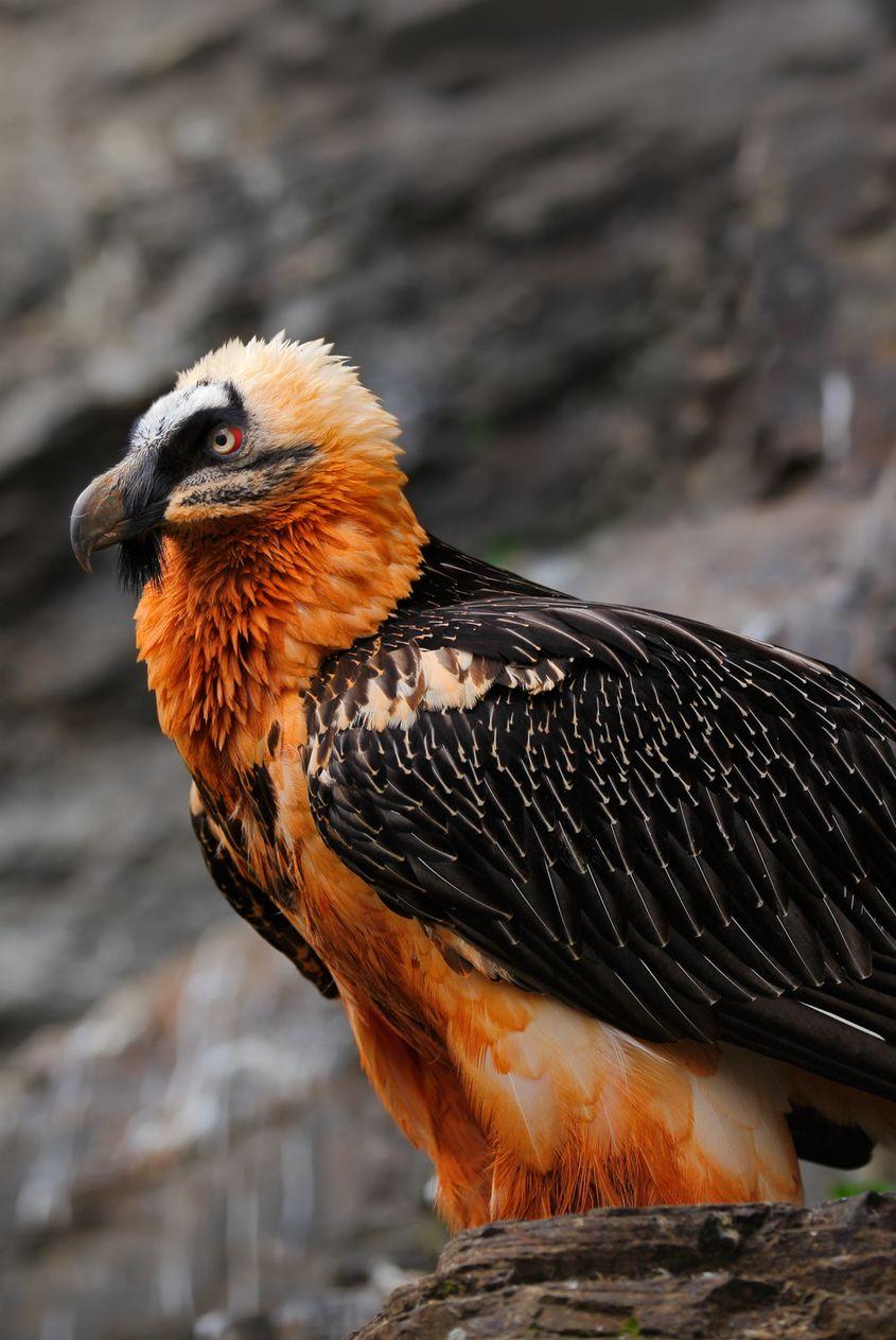 Foto: Dreamstime.com/Ondřej Prosický