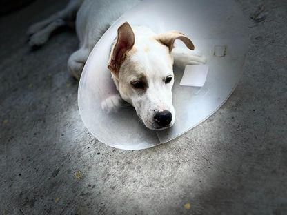 My Fair Ioji. Cum a ajuns un cățel al străzii din Sighișoara într-o fermă de vis din Cornwall