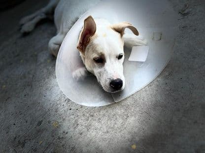 My Fair Ioji. Cum a ajuns un cățel al străzii din Sighișoara într-o fermă de vis din Cornwall