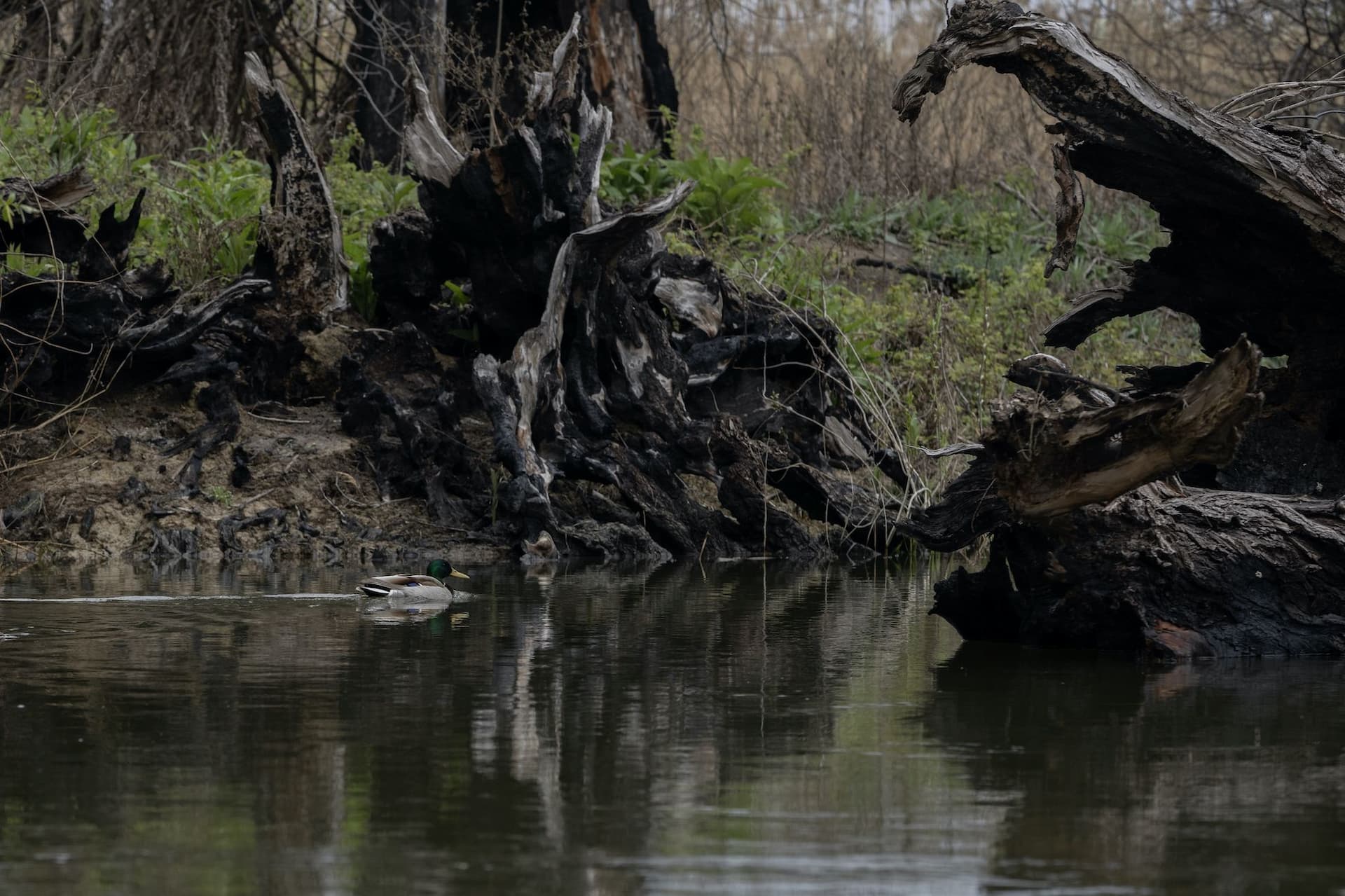 O rață înoată lângă un copac ars, în apropiere de Gorgova, în 6 aprilie 2023. Foto: Andreea Câmpeanu