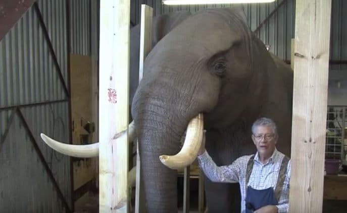 Patronul firmei de taxidermie din Pretoria, alături de „trofeul” lui Niculae. (Captură Youtube)