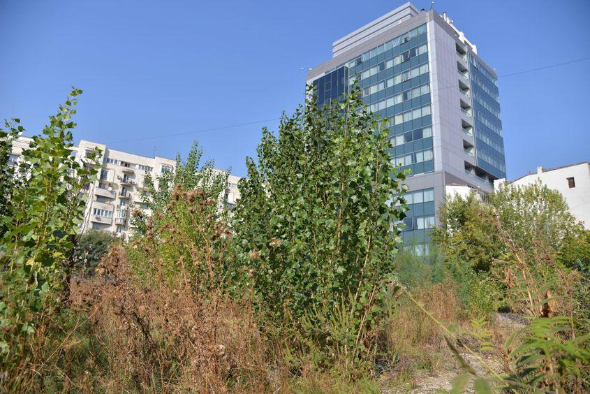 Ambrozie în zona Sfânta Vineri, nederanjată de amenzi, dar nici de vreo echipă de la Primărie. Foto Lucian Muntean