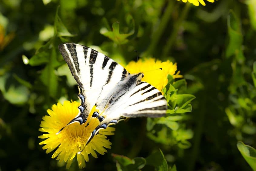 Fluture navigator. Foto: Dreamstime/Oana Ghetu