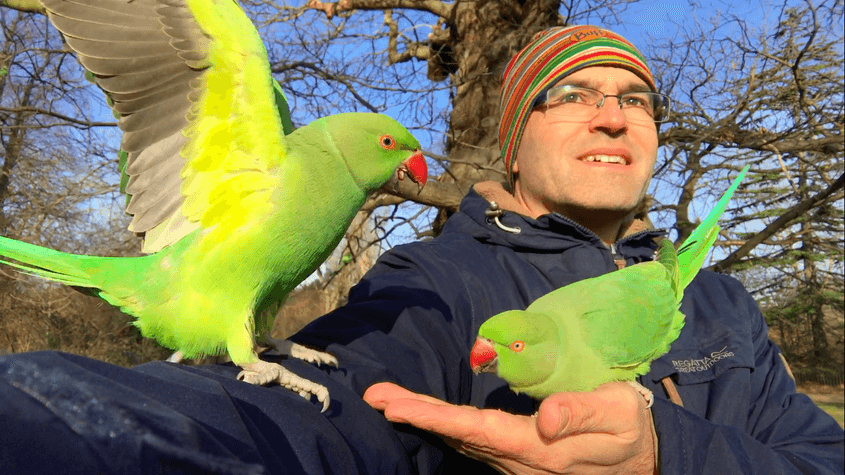 Florin Feneru și doi papagali Psittacula krameri, într-un parc londonez, la începutul acestui an. Foto: Arhiva personală