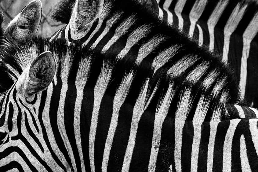 Foto: Andrei Daniel Mihalca