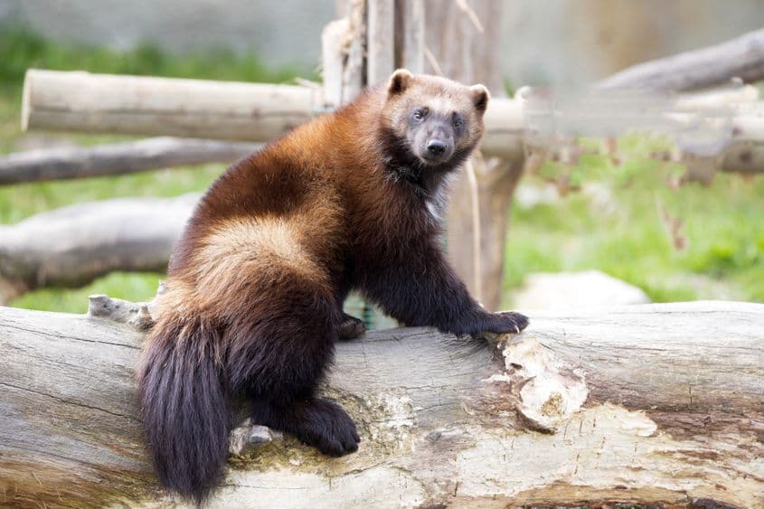 Jderul flămânzilă, neam cu bursucul. Foto: Dreamstime / Vladislav Jirousek