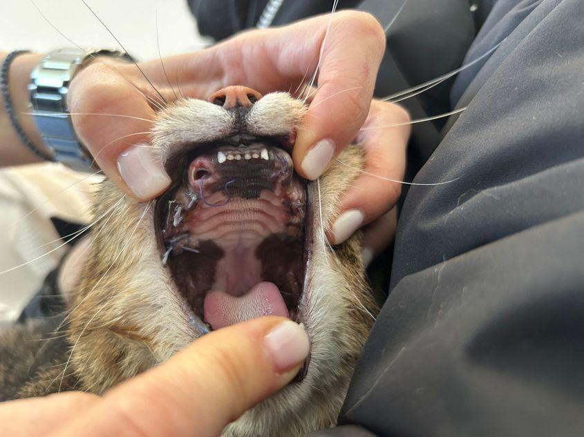 Pacientul Tomi, după operația care s-a infectat.