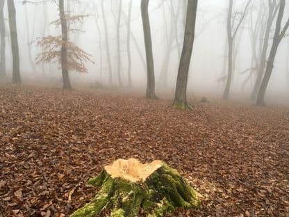 Soarta pădurilor din România, la mâna partidelor care își fac calculele pentru alegeri. Noul Cod Silvic încă zace în sertarele din Parlament