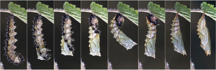 Metamorfoza unui urzicar de la stadiul de omidă la cel de pupă. Foto: Dreamstime/Frankjoe1815