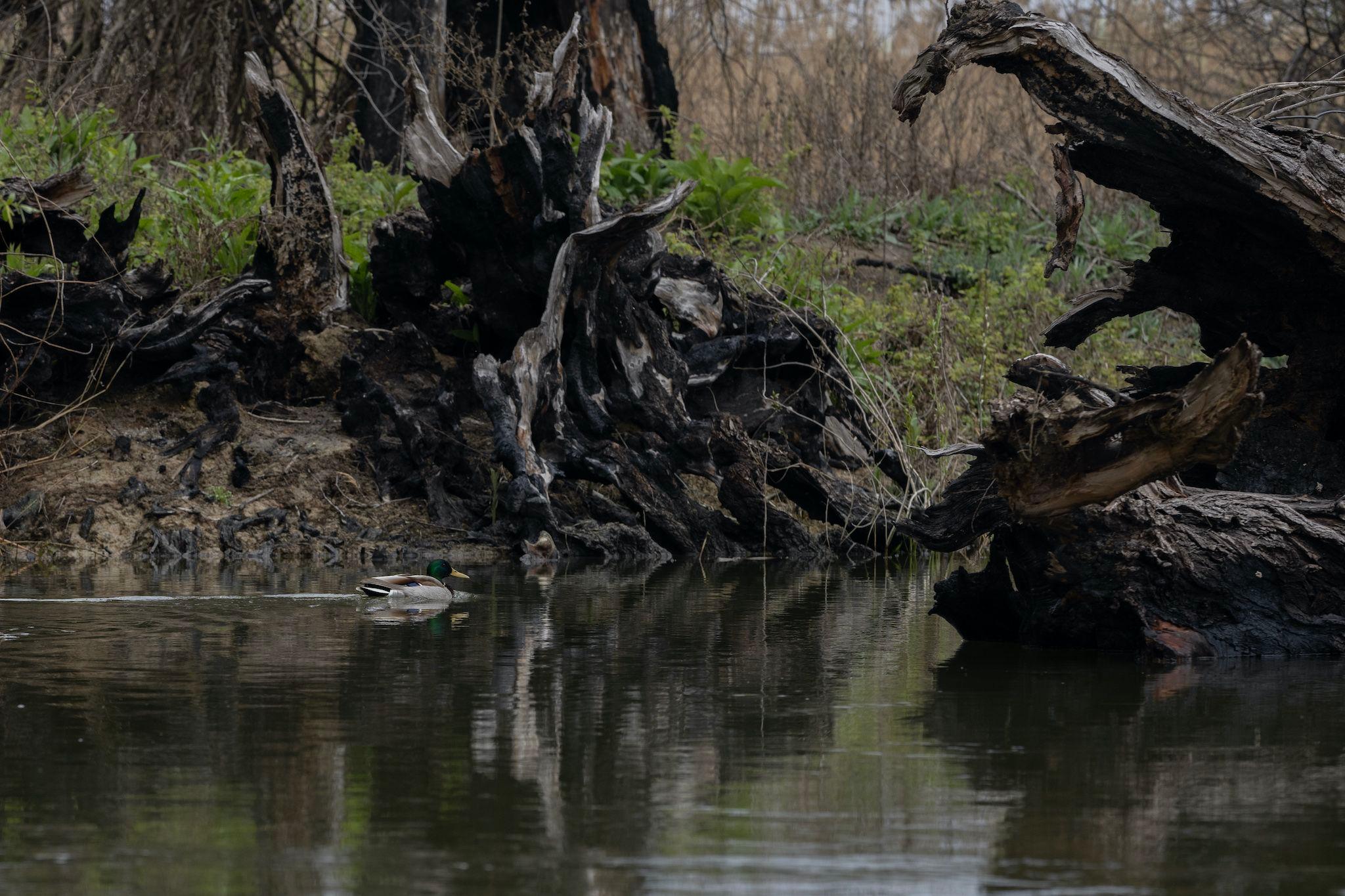 A duck swims next to a burnt tree near Gorgova on 6 April 2023. Photo: Andreea Câmpeanu